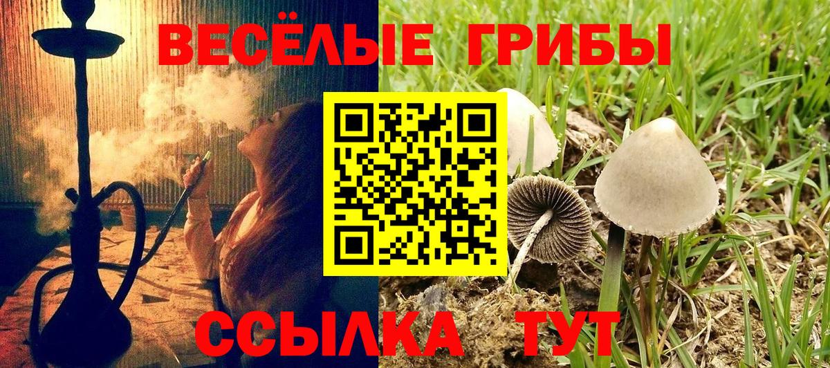 Псилоцибиновые грибы мицелий Сальск